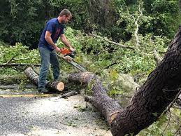 Reliable Spencer, IA  Tree Services Solutions